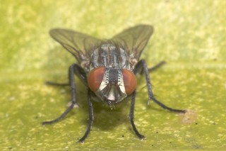 Image of Other insect